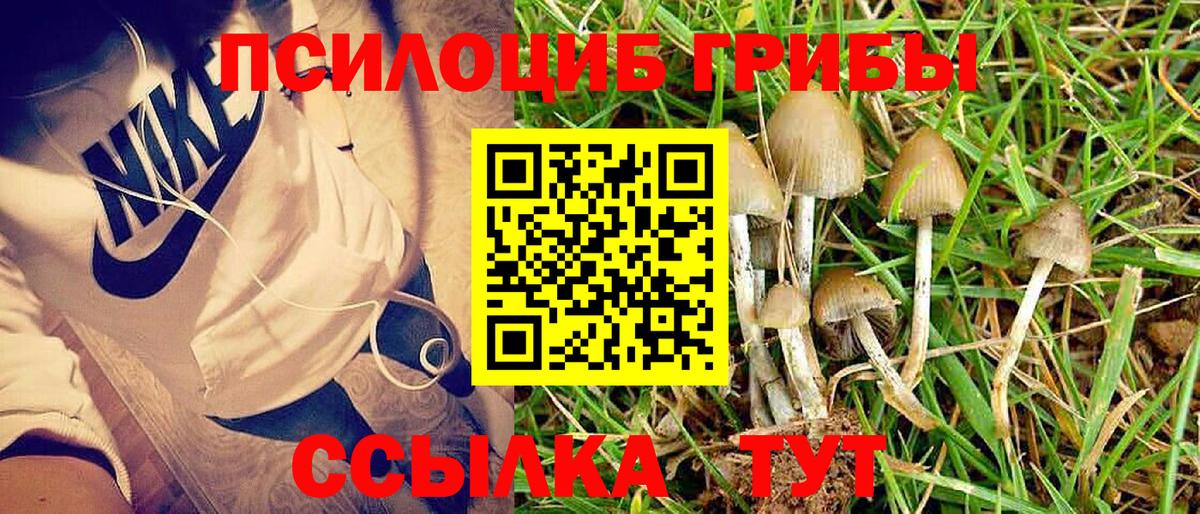 Псилоцибиновые грибы Cubensis Чебаркуль